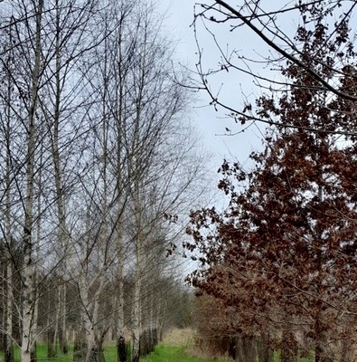 Evaluation à 10 ans des arboretums du changement climatique Aquitains